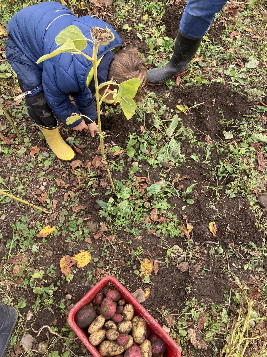 FESKindTeacher's tweet photo. Harvesting potatoes at school. Using garden tools provides an opportunity to exercise the same muscles solicited when cutting and writing in the classroom. An authentic treasure hunt… that will end up putting food in our students’ bellies. #smallschoolbigdifference https://t.co/GGHH8xNWyc