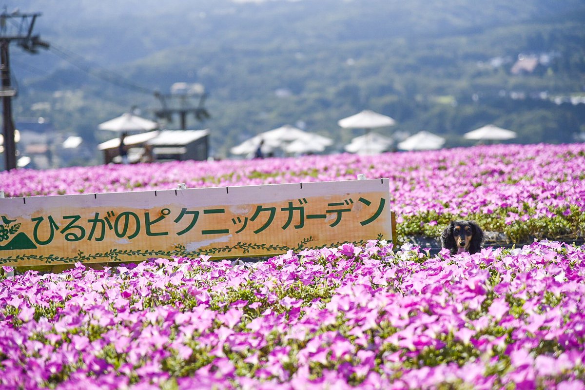 t_k_o2012's tweet photo. ドライブ日和🚙
#ワンコとドライブ
#岐阜県
#ひるがの高原
#高原散歩
#ひるがのピクニックガーデン
#写真好きな人と繫がりたい 
#写真撮ってる人と繋がりたい 
#久しぶりの写活
#Nikond750 #nikonphotography https://t.co/9kjAsbZ8Xz