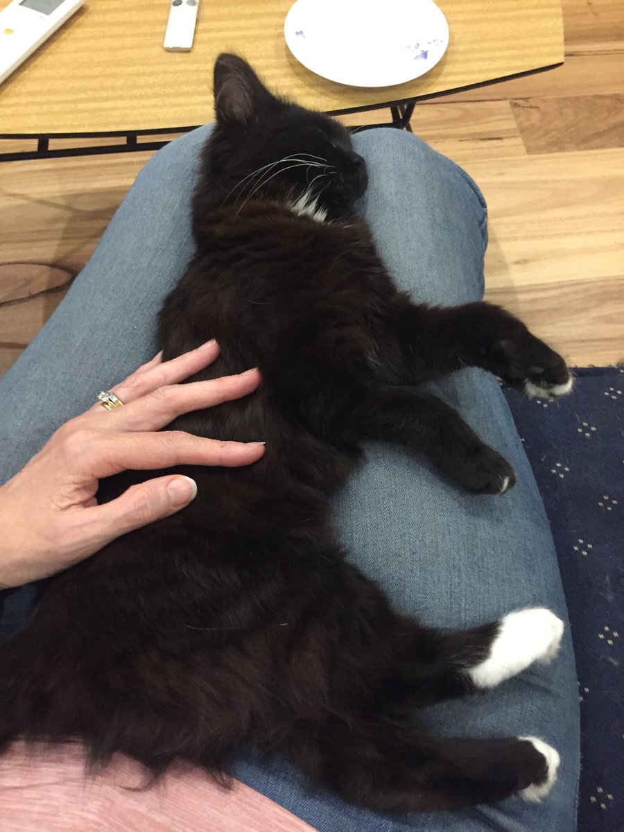 puggle01's tweet image. We have a new #tourcat this year, our darling kitten Lily joined our home a few weeks ago. Her first cycling event, I’m sure she’s thrilled it’s #ParisRoubaixFemmes #couchpeloton #sbscycling