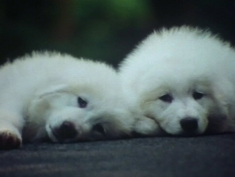 名犬ジョリィ ベルとセバスチャン Belle Et Sebastien