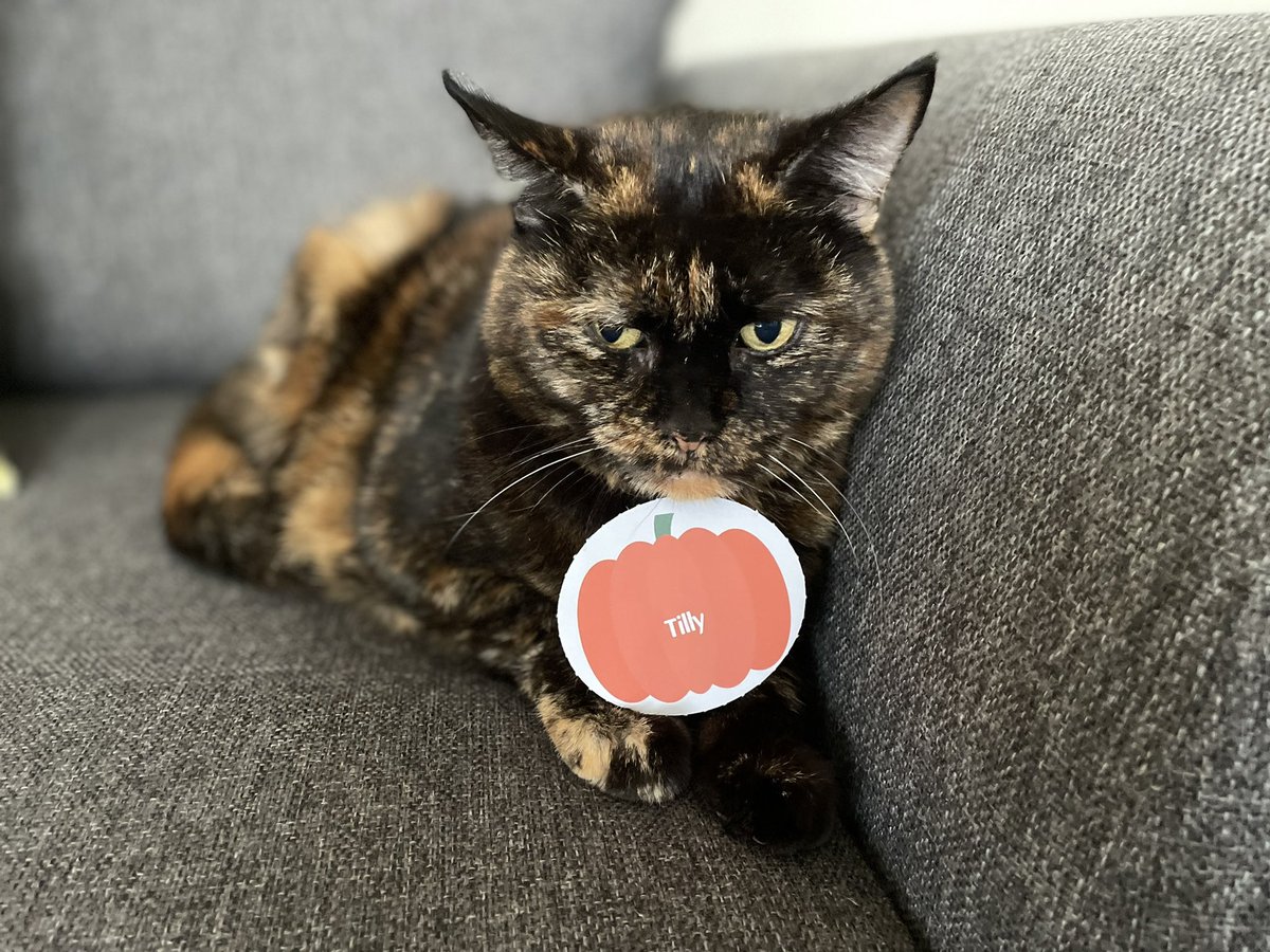 hazzasmate's tweet photo. #VIPFrighteningPawtraits Beautiful Tilly Kat https://t.co/O6rYv0Bznn