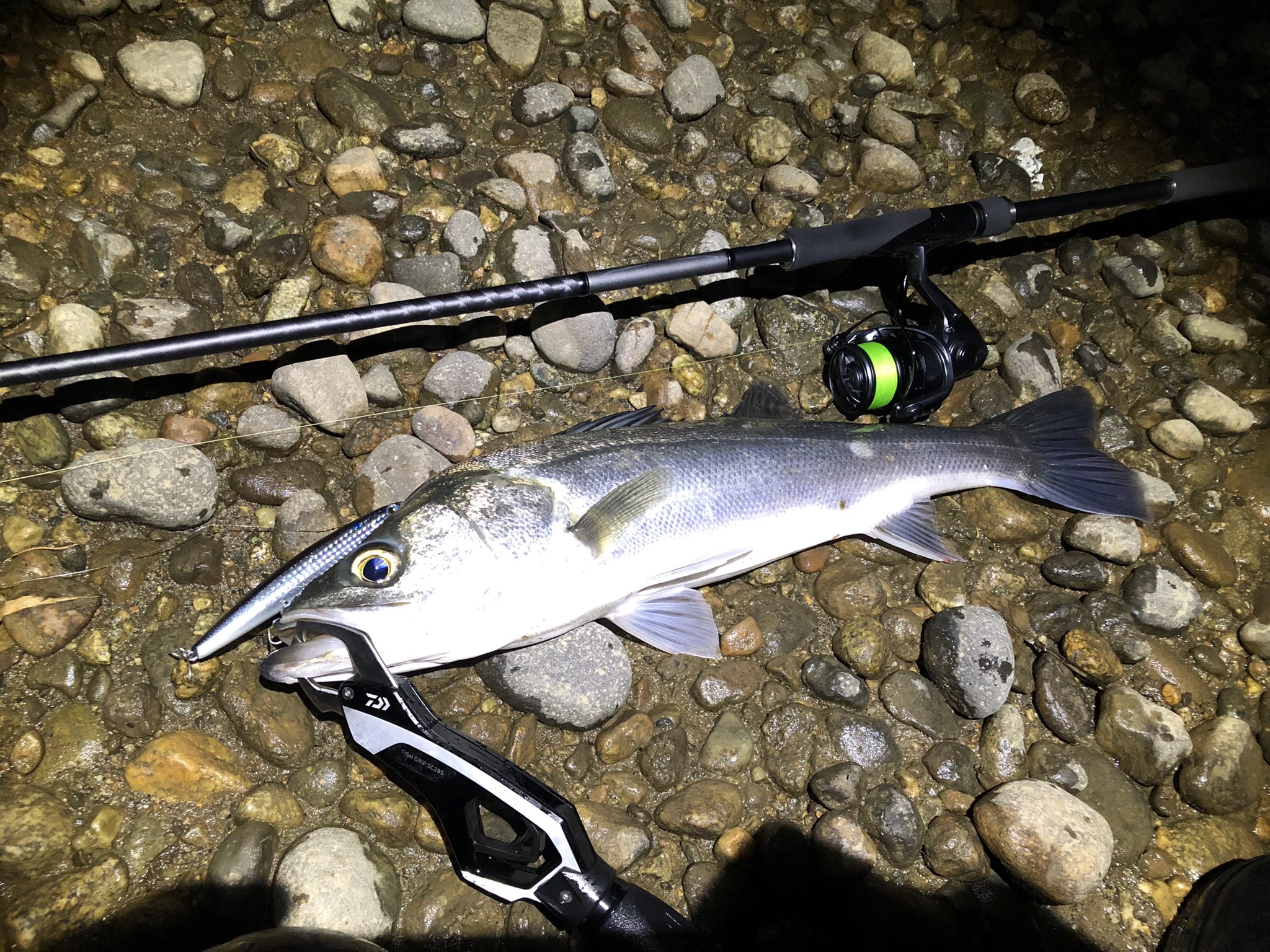 はるたangler 5日間連続ホゲを乗り越えやっと釣れました 小さいですが最高 ルアー頂きました ありがとうございます たくやさん 釣れないアングラーさんありがとうございました シーバス 富山シーバス ロンジン ハイスタンダード1s