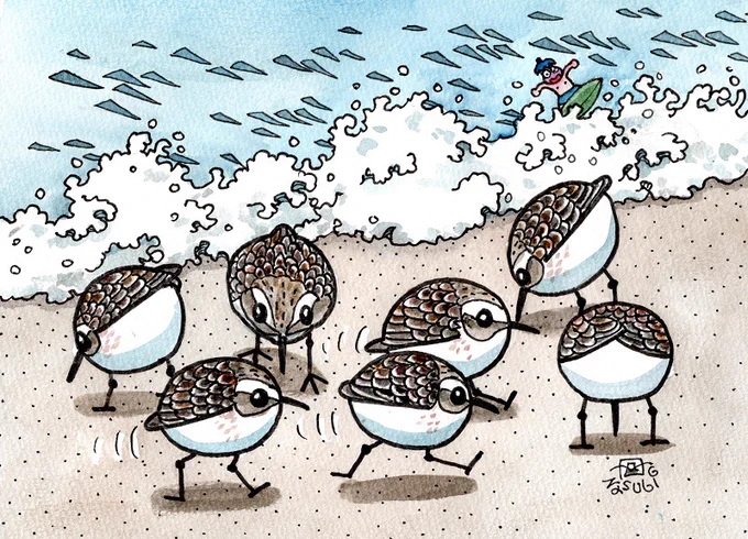 今日は実家近くの海辺でトウネン(Red-necked Stint)の群れを見てきました。 