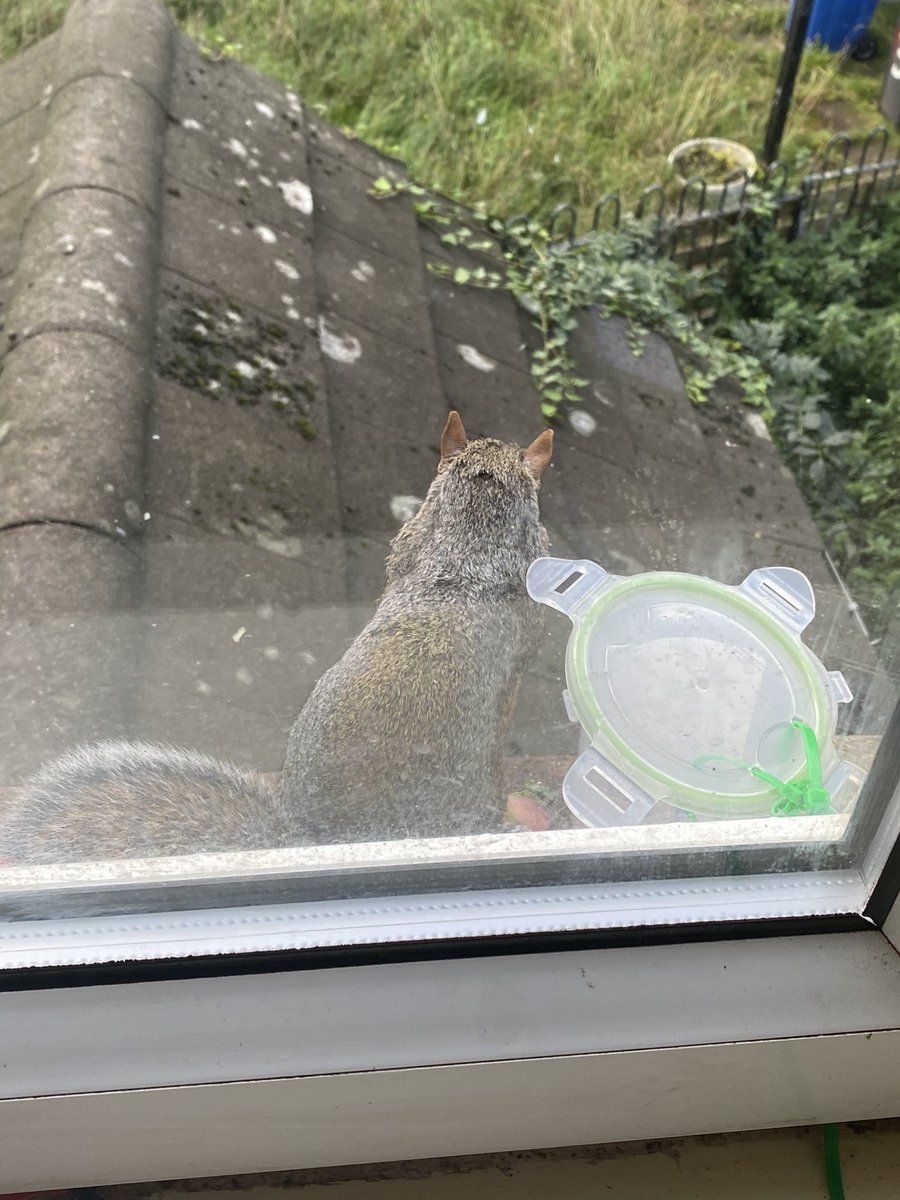 oztrazine's tweet photo. #SquirrelScrolling Young Pik has returned. He appeared this time last year. Really cool to see him again. :) #wildlife #savethegreys https://t.co/MbHh2jywTY