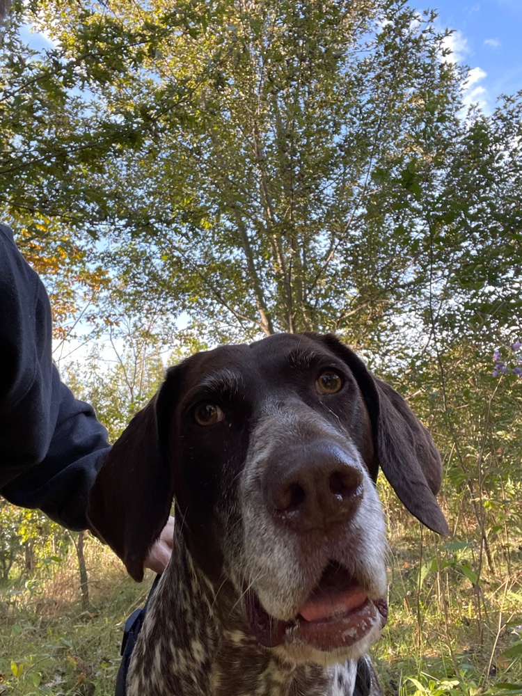 PullyDogs's tweet image. Luna and I just #ResQwalked 1.49 km in support of animals in need! Thanks  resqwalk.com