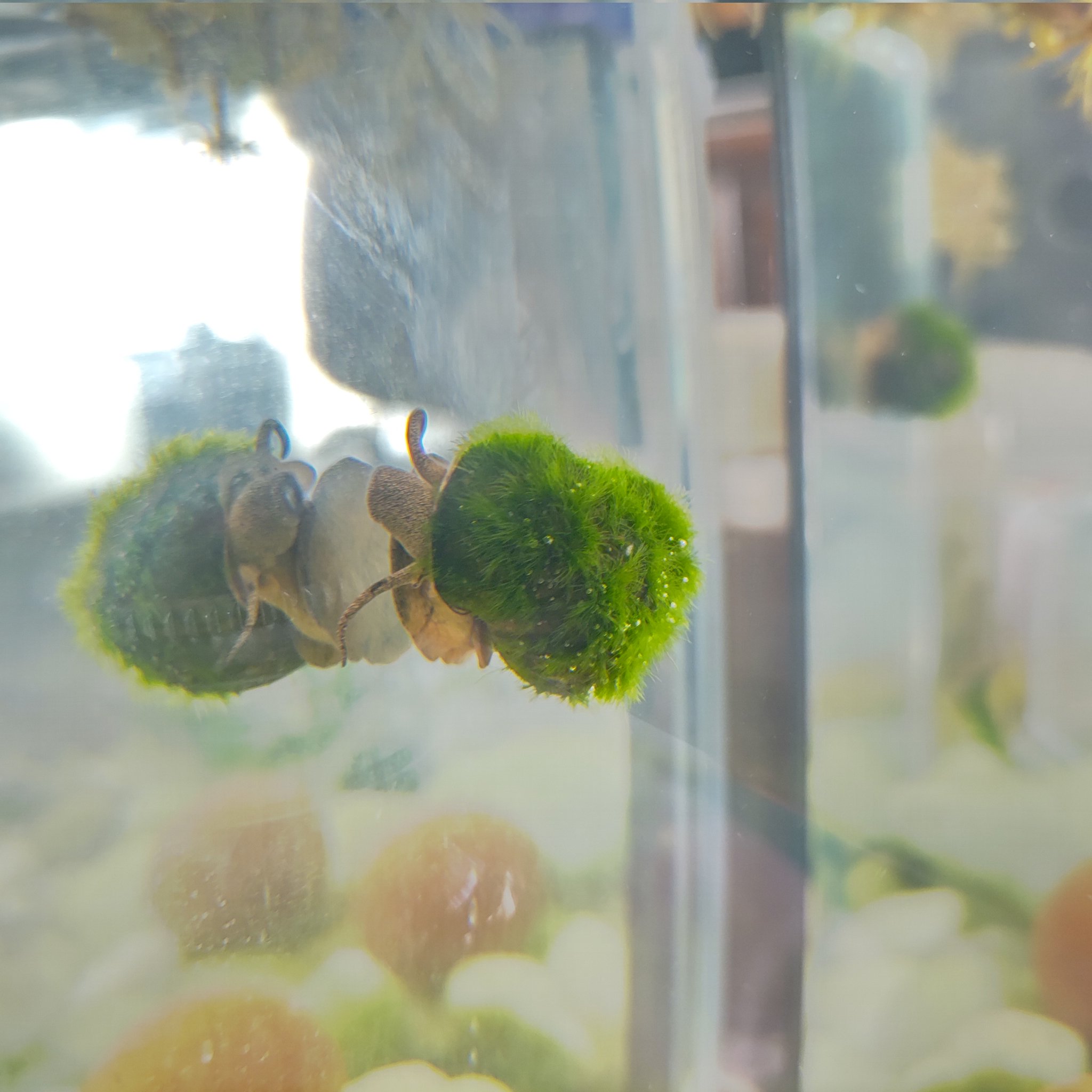 ℕ𝕒𝕠 ᴏʟᴅ うちの水槽のタニシが 殻に苔がびっしり生えて もはや マリモ化しているんだが タニシ ミナミヌマエビ ミユキメダカ メダカの水槽 実はマリモも飼っている T Co Rab6llzymw Twitter