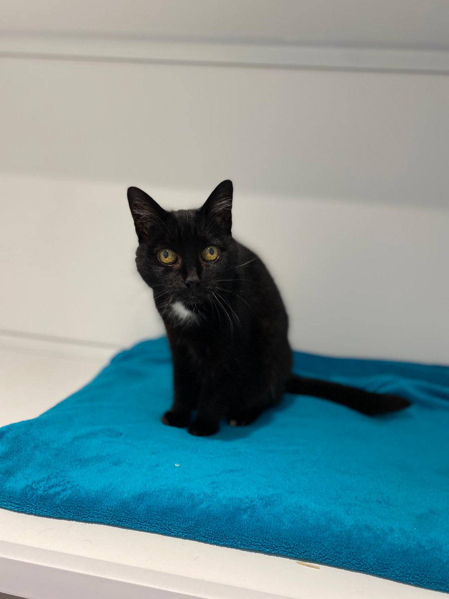 team_greenacres's tweet photo. 😿Not one application for Pansy, 10ish😿

A pretty domestic short haired female

Arrived in poor condition suffering from hyperthyroidism but had a successful thyroidectomy 

https://t.co/tlTpjhEUkz

Sweet natured &amp; friendly. Wants a quiet home for her retirement 

#Cat #Caturday https://t.co/EQk55ZcXFQ