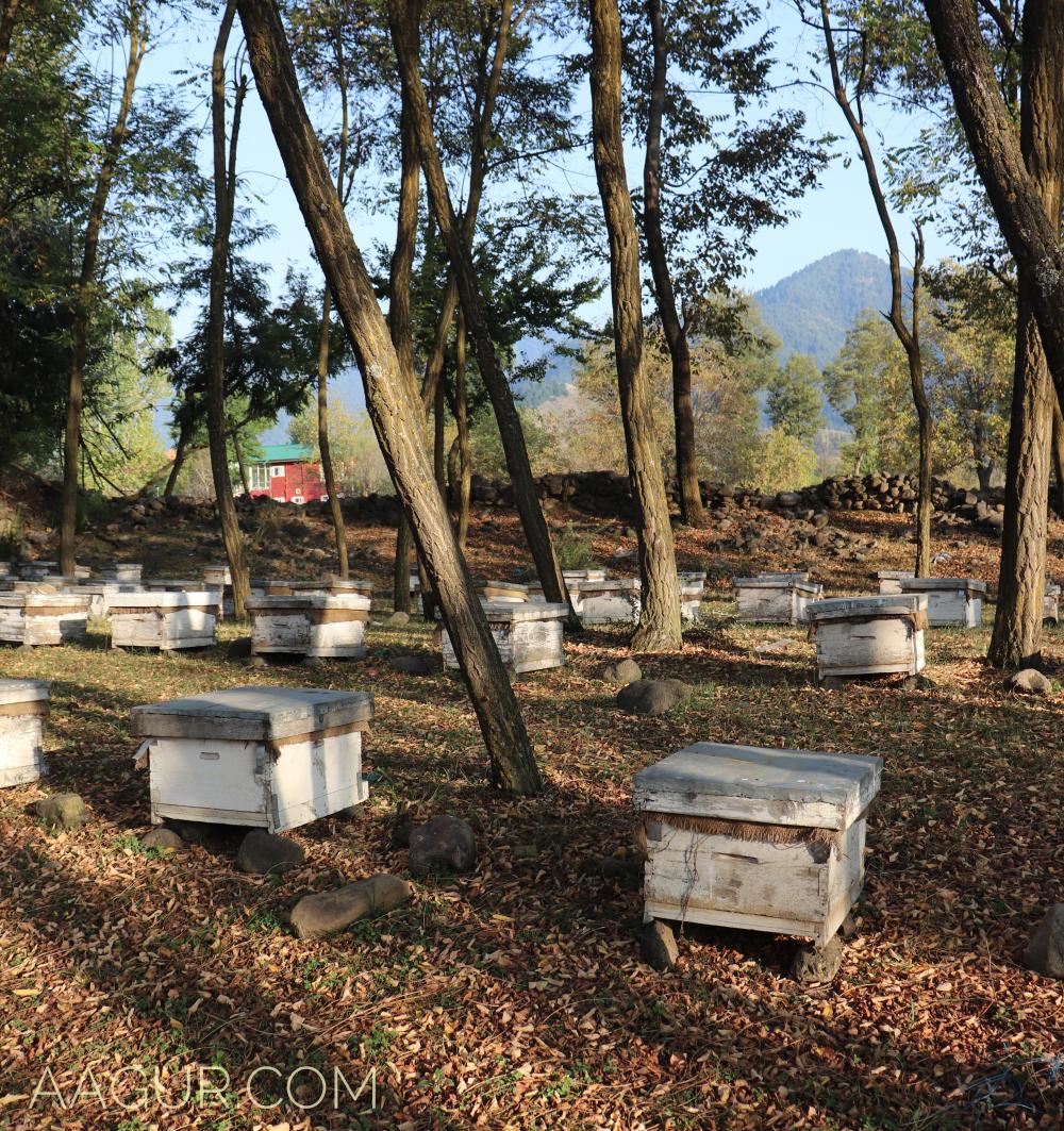 TheSrinagarBoy's tweet photo. An apiary in south Kashmir. An amazing full-bodied multi-floral #Kashmir honey comes from here.
Check out the bees entering the hives through a small hole in the super structures (wooden boxes).
#honey #multifloral https://t.co/nncXi8bmtU