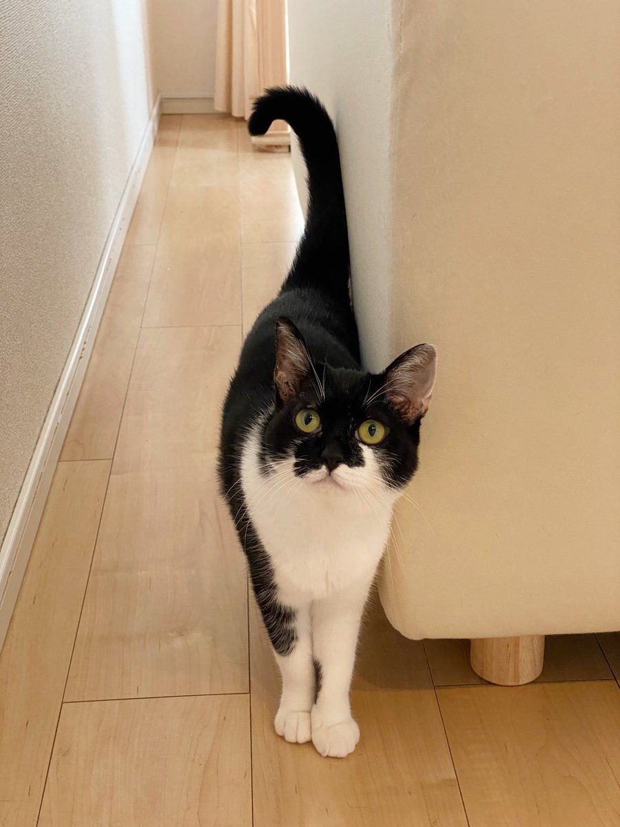 猫語翻訳アプリで聞き取った言葉とかわいい猫たちを集めてみた Togetter 猫語翻訳アプリで聞き取った言葉とかわいい猫たちを集めてみた Togetter