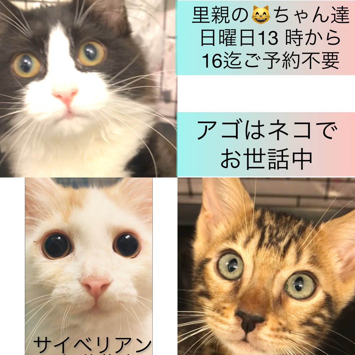 アゴはネコ 里親譲渡 保護猫 通常販売の Jr Twitter