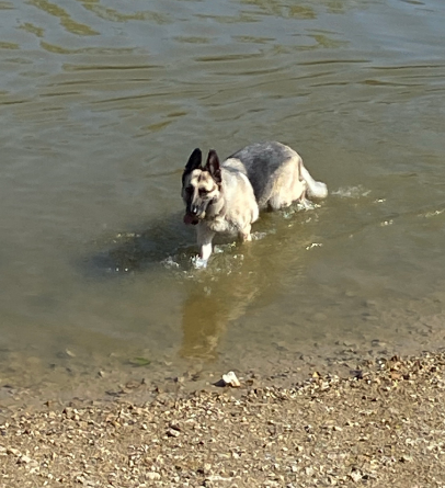 BAvaian's tweet photo. Heading out to the lake with the dog today! What are you doing this weekend???

#CMN3980 #PantherPR https://t.co/70yMggs7Pd