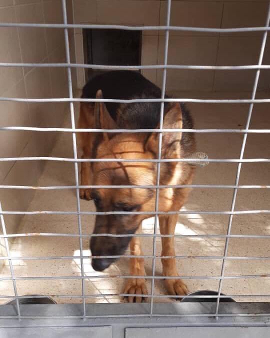USDogCoalition's tweet photo. Retweet! ‼️🇺🇸Retired working dogs are caught in @cdc ban in Istanbul! @MissionK9 has 10 retired mine detection dogs that need to come to the US, so they can get out of kennels and into loving homes. They have all of their vaccines, and they are tired tested.#rescue #cdcbankills https://t.co/6QpWP3FbrJ