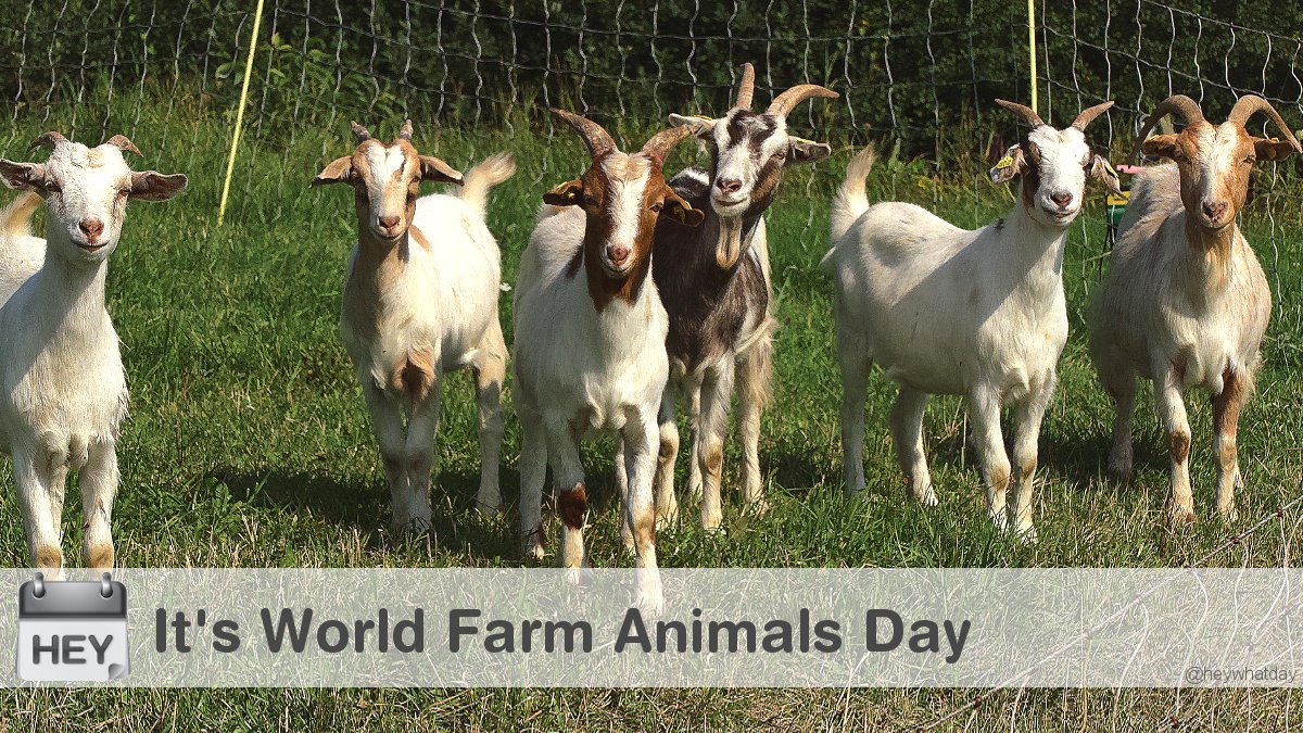 It's World Farm Animals Day! 
#WorldFarmAnimalsDay #FarmAnimalsDay #Goats
