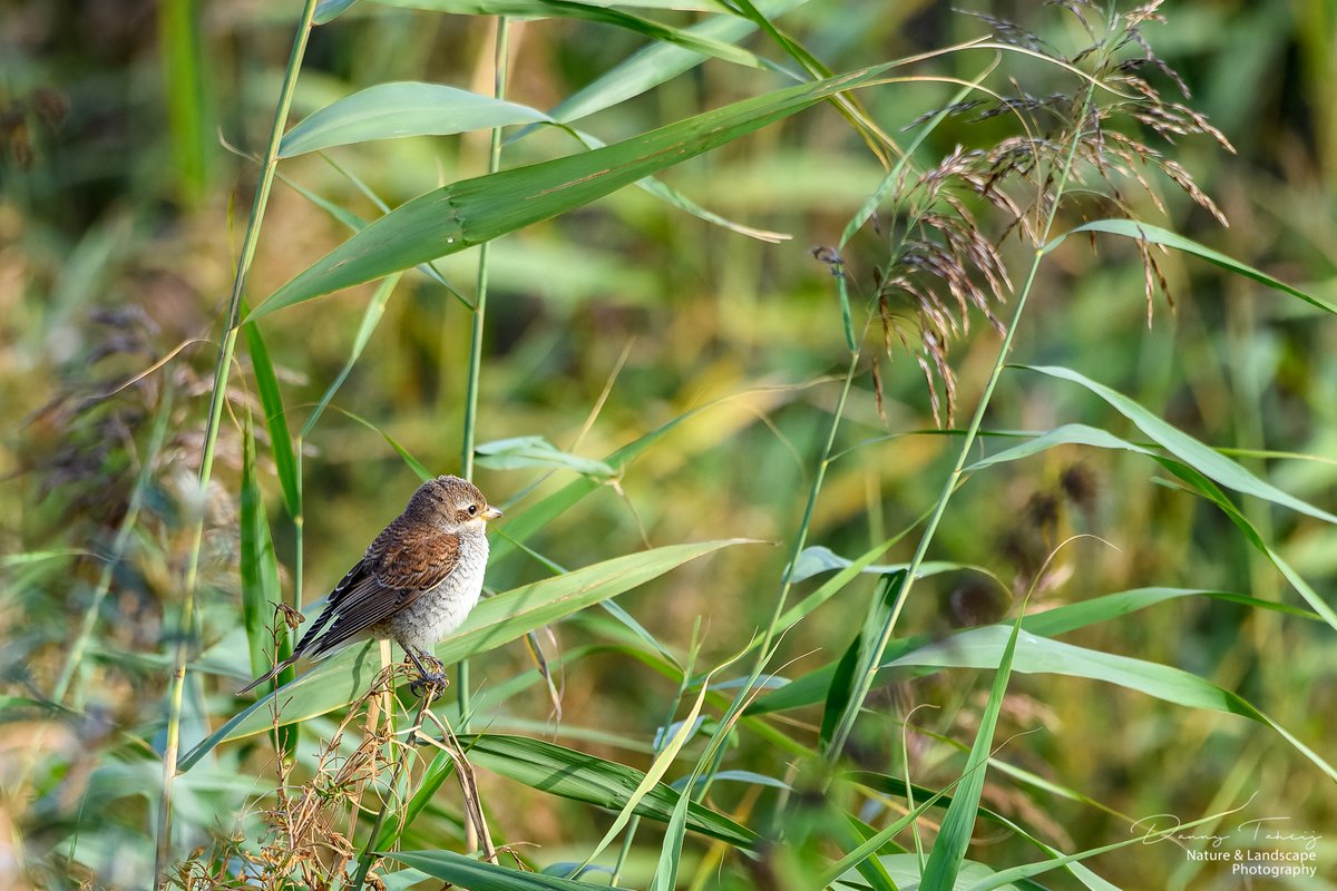 DannyTaheij's tweet photo. Vanmorgen een Grauwe Klauwier gezien, die zien we niet vaak in het #westland #dezeekust
Super mooie vogel.. heb hem er mooi op kunnen zetten.. 😃@GemWestland @Bezoek_westland @ZHLandschap #debanken #hhdelfland #nikonnl @vogelnieuws @Jacco_D https://t.co/REhHwb5Gm6