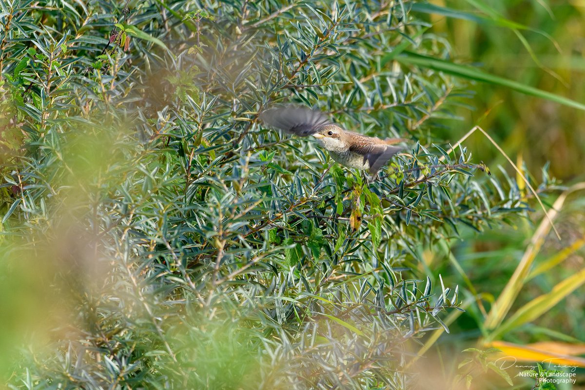 DannyTaheij's tweet photo. Vanmorgen een Grauwe Klauwier gezien, die zien we niet vaak in het #westland #dezeekust
Super mooie vogel.. heb hem er mooi op kunnen zetten.. 😃@GemWestland @Bezoek_westland @ZHLandschap #debanken #hhdelfland #nikonnl @vogelnieuws @Jacco_D https://t.co/REhHwb5Gm6