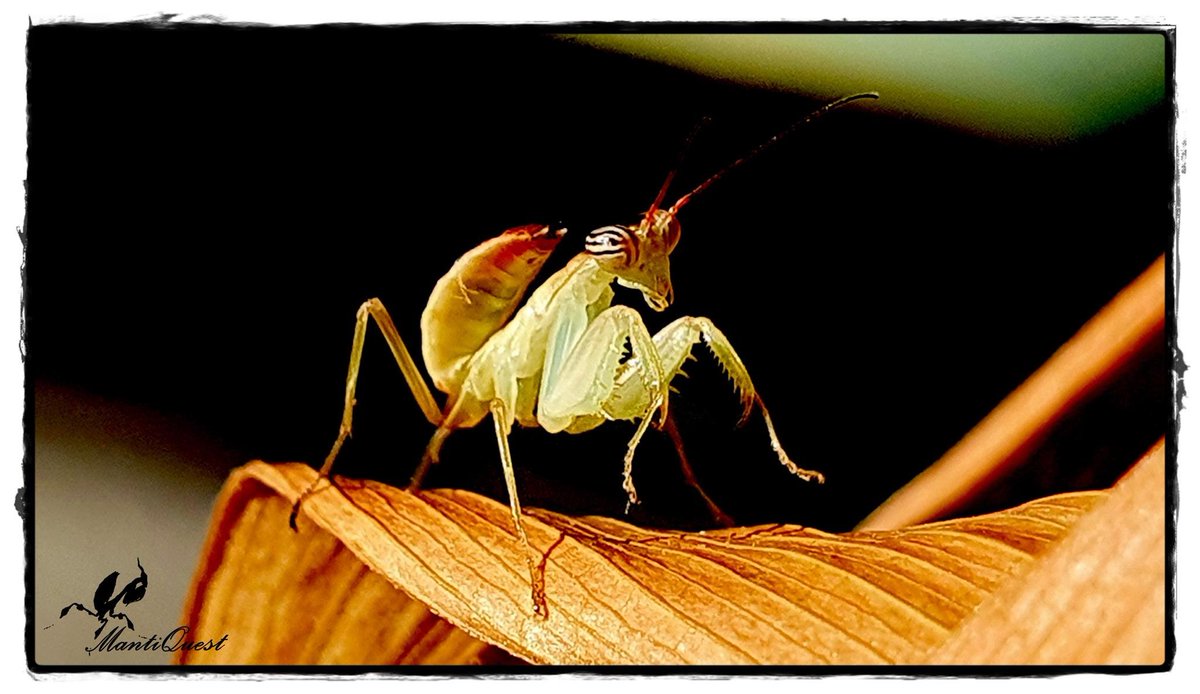 pchopner's tweet photo. By FB, Pg MantiQuest
Chloroharpax modesta...maลa sesyjka foto, no te jej oczy sฤ
mega...๐...#mantis #mantiquest #modliszki #mantishobby #owady #insects #chloroharpaxmodesta #BugTeam https://t.co/lkg9UhXrCC