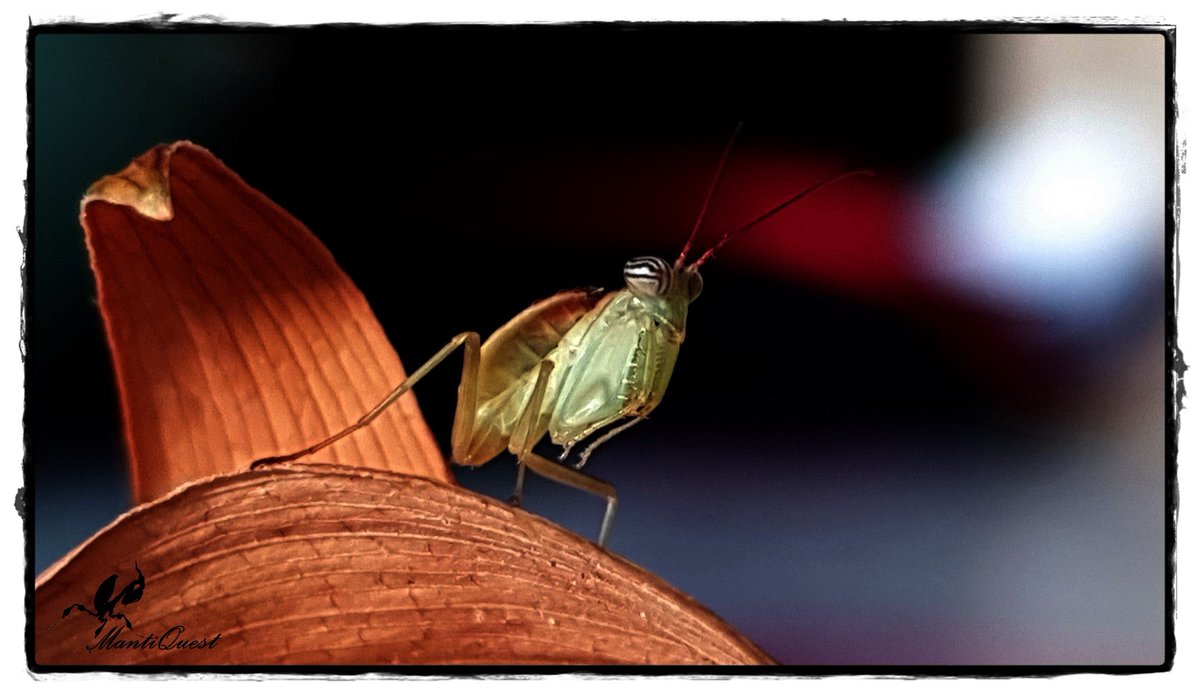 pchopner's tweet photo. By FB, Pg MantiQuest
Chloroharpax modesta...maลa sesyjka foto, no te jej oczy sฤ
mega...๐...#mantis #mantiquest #modliszki #mantishobby #owady #insects #chloroharpaxmodesta #BugTeam https://t.co/lkg9UhXrCC