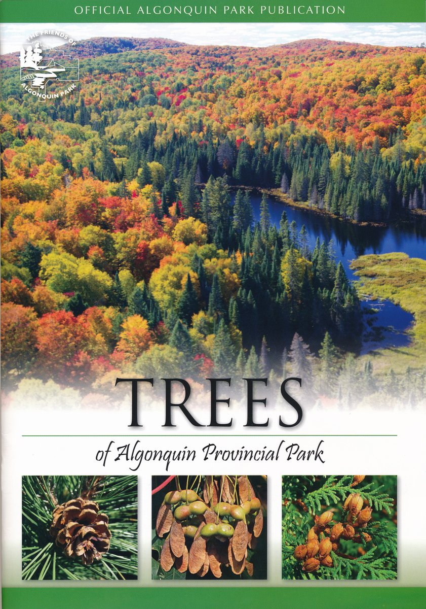 AlgonquinPark's tweet photo. Algonquin Park's Largest Living Things — With a little practice you can identify all of #AlgonquinPark's tree species. Purchase your copy at the Visitor Centre, Logging Museum or https://t.co/vv2peS8UgH #Ontario #Canada #nature #algonquinfallcolours #nature #parks #fall #trees https://t.co/oNTBfoHZDU
