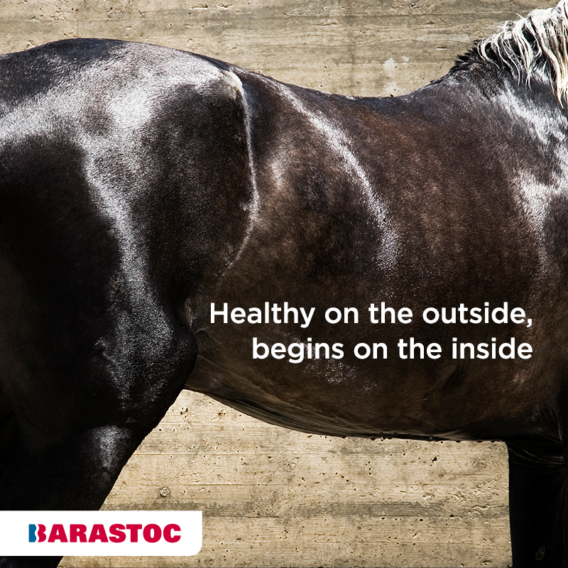 Barastoc Horse (@Barastoc_Horse) / Posts / X