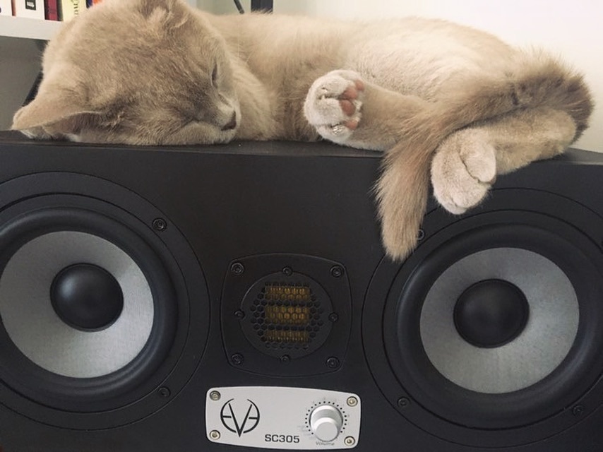 EveAudio's tweet photo. 😽 #caterday #sc305
📷: bitirim34 https://t.co/sgn1X10U9e
