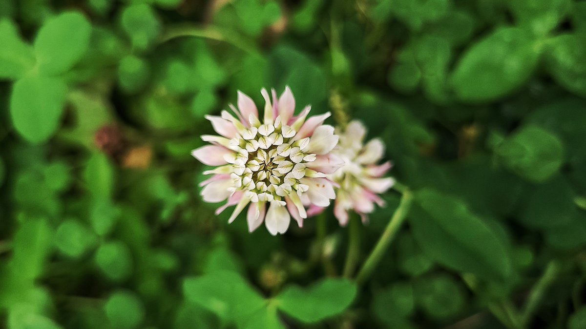 LovelyEarthS's tweet photo. I like to leave some clovers for the bees.
#BeeFlowers #PollinatorFlowers #WildFlowers #Clover #LovelyEarthSociety https://t.co/BeLHRjTeET
