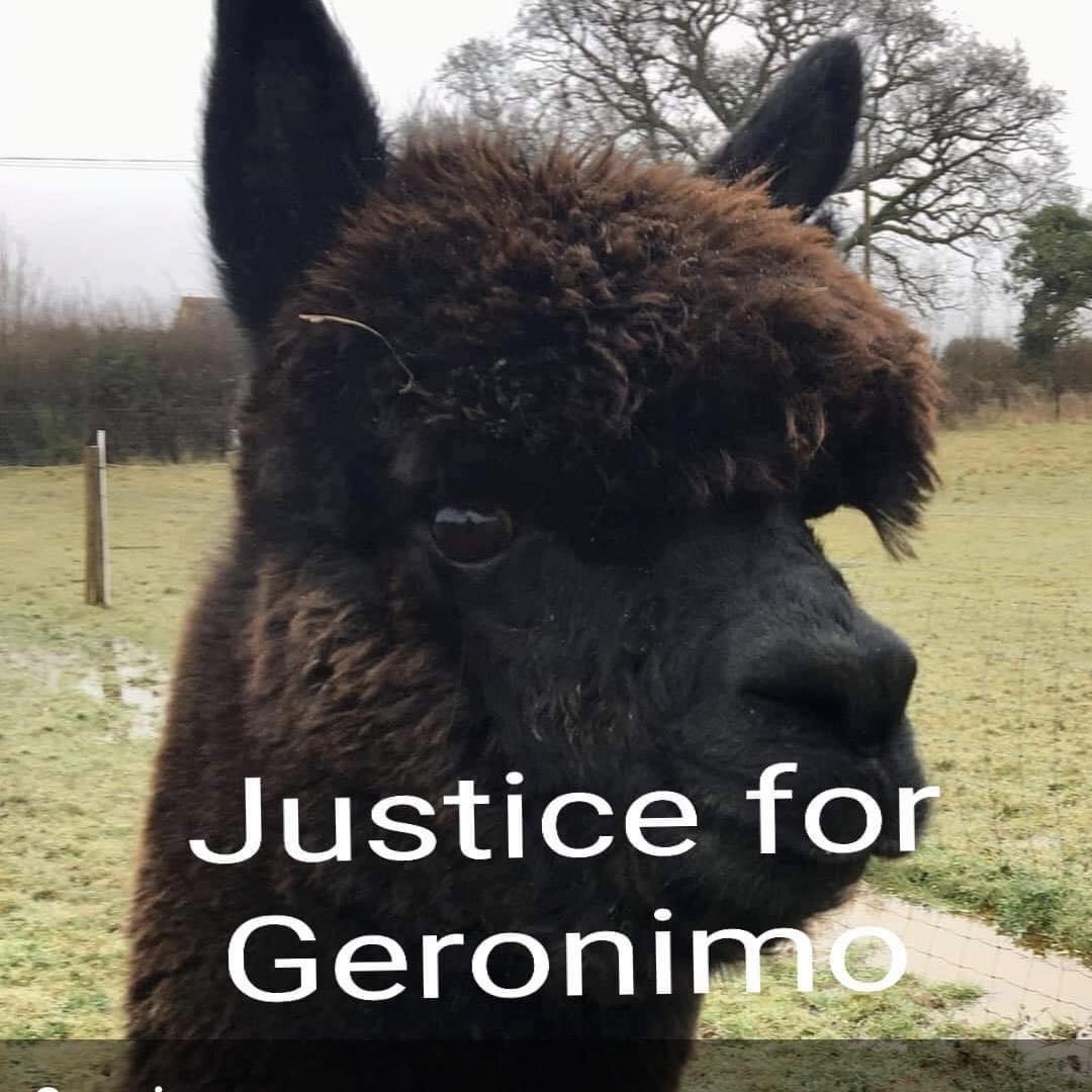 @BorisJohnson 

Remember Geronimo?
The alpaca you refused to intervene to save? Well guess what?
No evidence of bTB found, and evidence of a traumatic death.
Shame on you, Useless, and DEFRA
Lifelong Tory voter. Never again!
#justiceforgeronimo
#WeAreGeronimo