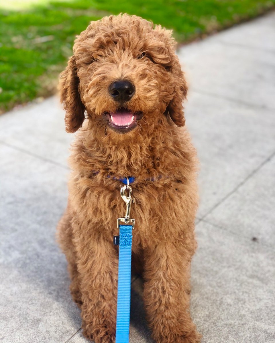 DoggieBliss's tweet photo. Get those smiles on! It's selfie Saturday! ๐๐พ
#losangelesdogs #losangelesdogwalkers #socaldogs #santamonicadogs #dogstagram #santamonica #culvercity #brentwood #westwood #pacificpalisades #venice #cutedogs #dogsofvenice #dogsofinstagram #lapetsitter https://t.co/PFfOl93l5K