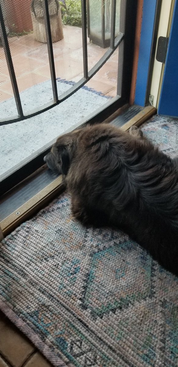 JustUsDoggos's tweet photo. Bean: I is mad at HooMom. She wrecking my fave floofs on our korner for big trash day. Dis where all my frends come by to leaf me pee-mail! How will I keep up wif the nayborhood happenins? Doggos, bees, and flutterbys unite! 🐝🦋😡#dogsoftwitter #floof #angrybees https://t.co/2mhh6S6hyL