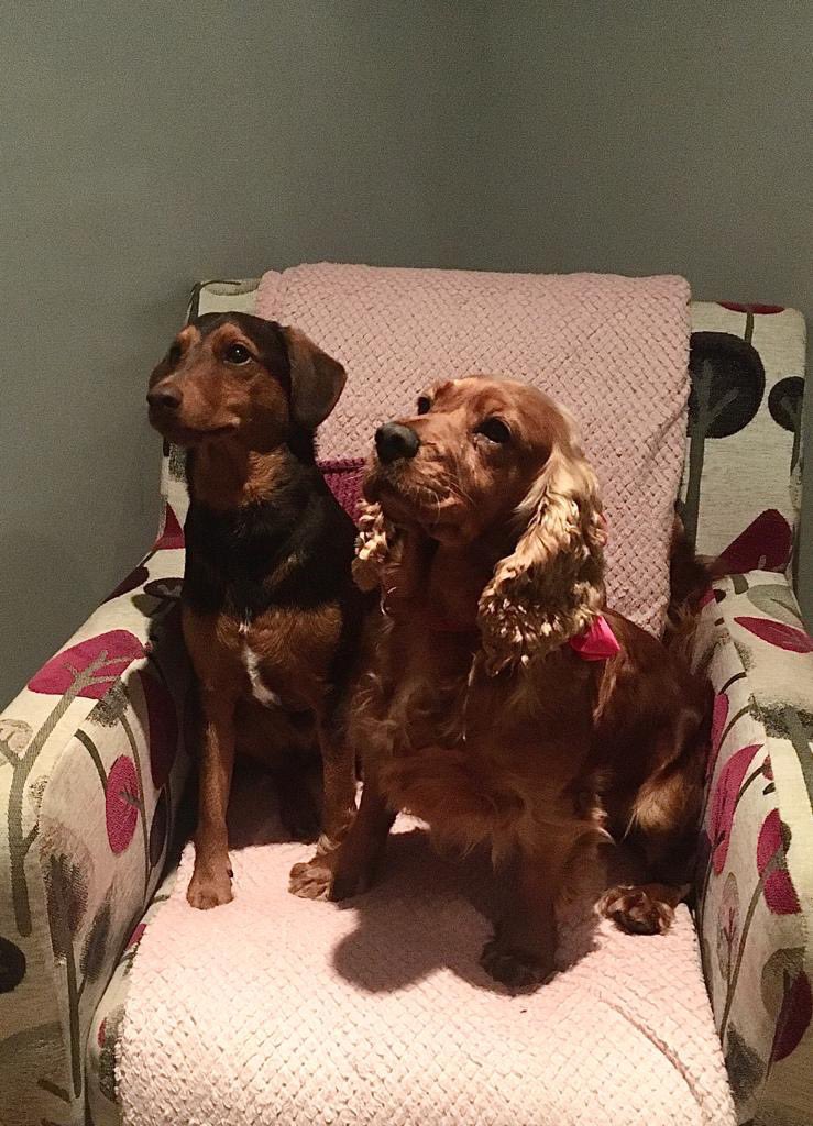HopeRescue's tweet photo. The first of our puppy farm dogs Ripple has now found her forever home! Ripple now Elsi arrived at just the right time as her new family are one of our long term foster homes and they had been specifically looking for a cocker spaniel to adopt so they fell in love straight away💕 https://t.co/xkIlx4BBjP