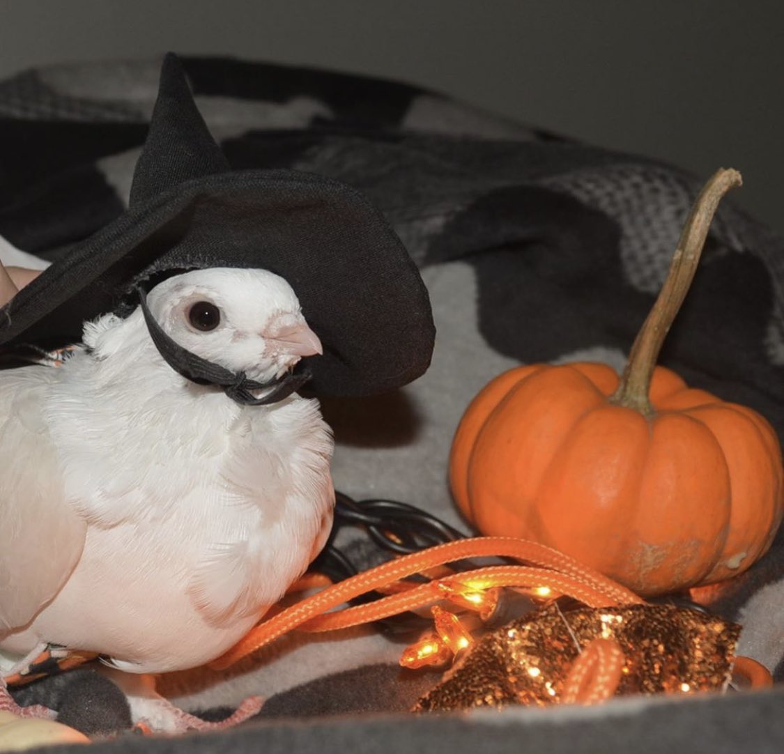 WARNING - It is officially spoopy szn