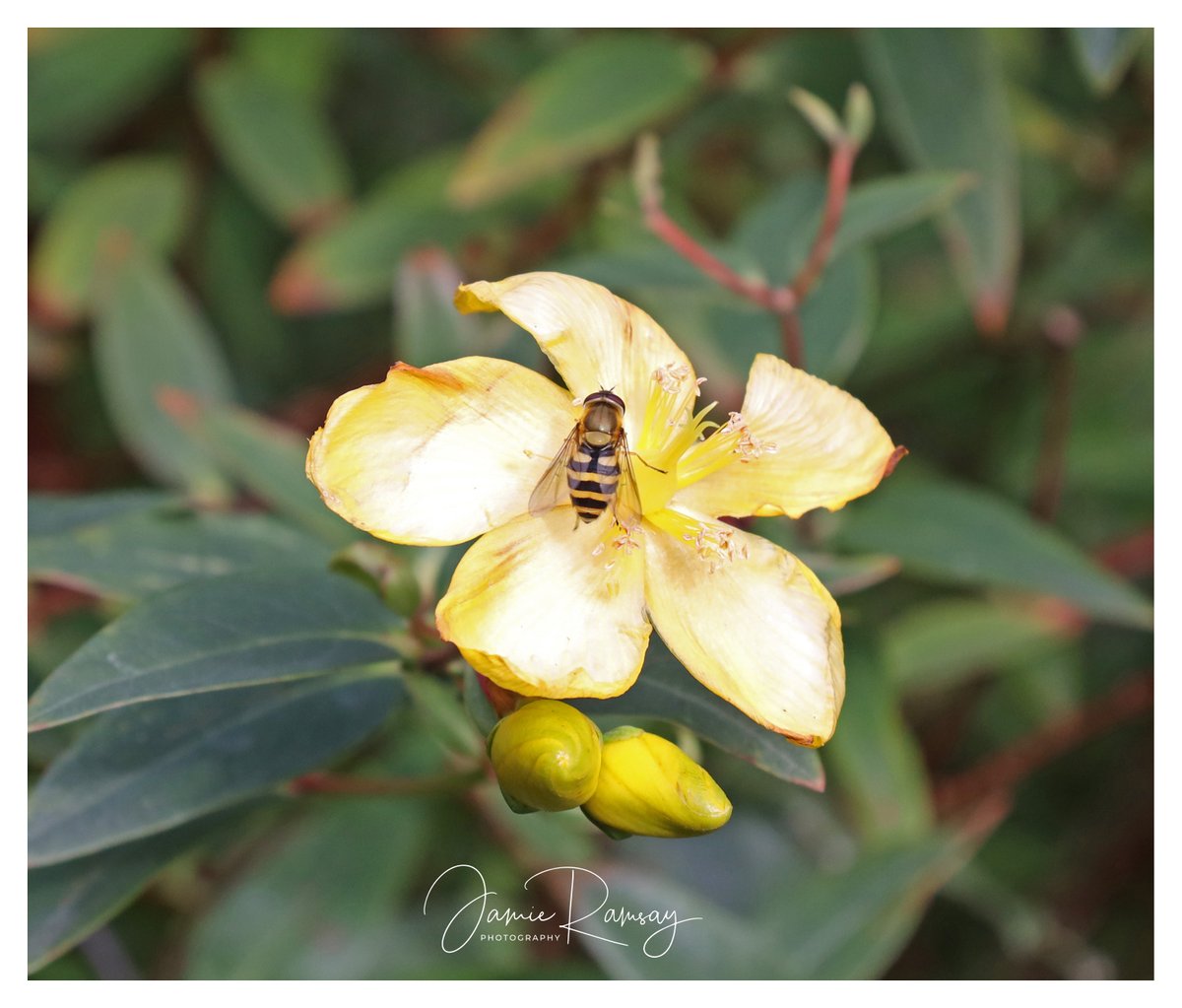 Ramsayphoto1's tweet photo. Hoverfly on flower at Grant Park, Forres! #canon #eosR #mirrorless #photography #nature #Passion #fun #afternoon #autumn #colourful #fly #ffordes #beauly #fantastic https://t.co/znVifcjO3Z