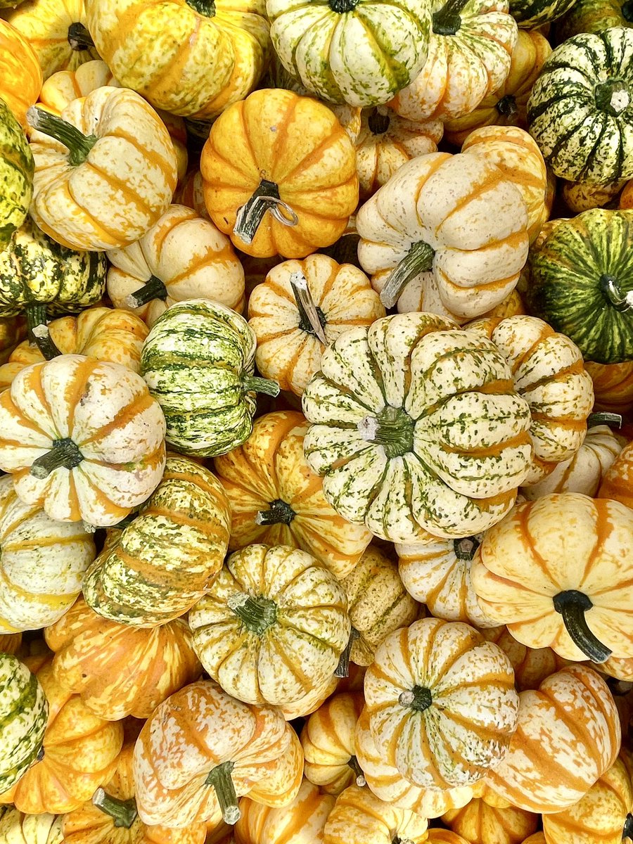 ItMeJaren's tweet photo. Quality #FallContent https://t.co/yhlIVPvU7K
