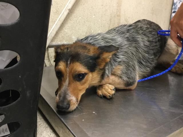 CutePetsRvrside's tweet photo. HI! I am a spayed female, 48.00 lbs, tricolor Australian Cattle Dog. … https://t.co/be4Z6SX7Vu https://t.co/T4KfH3FjYI