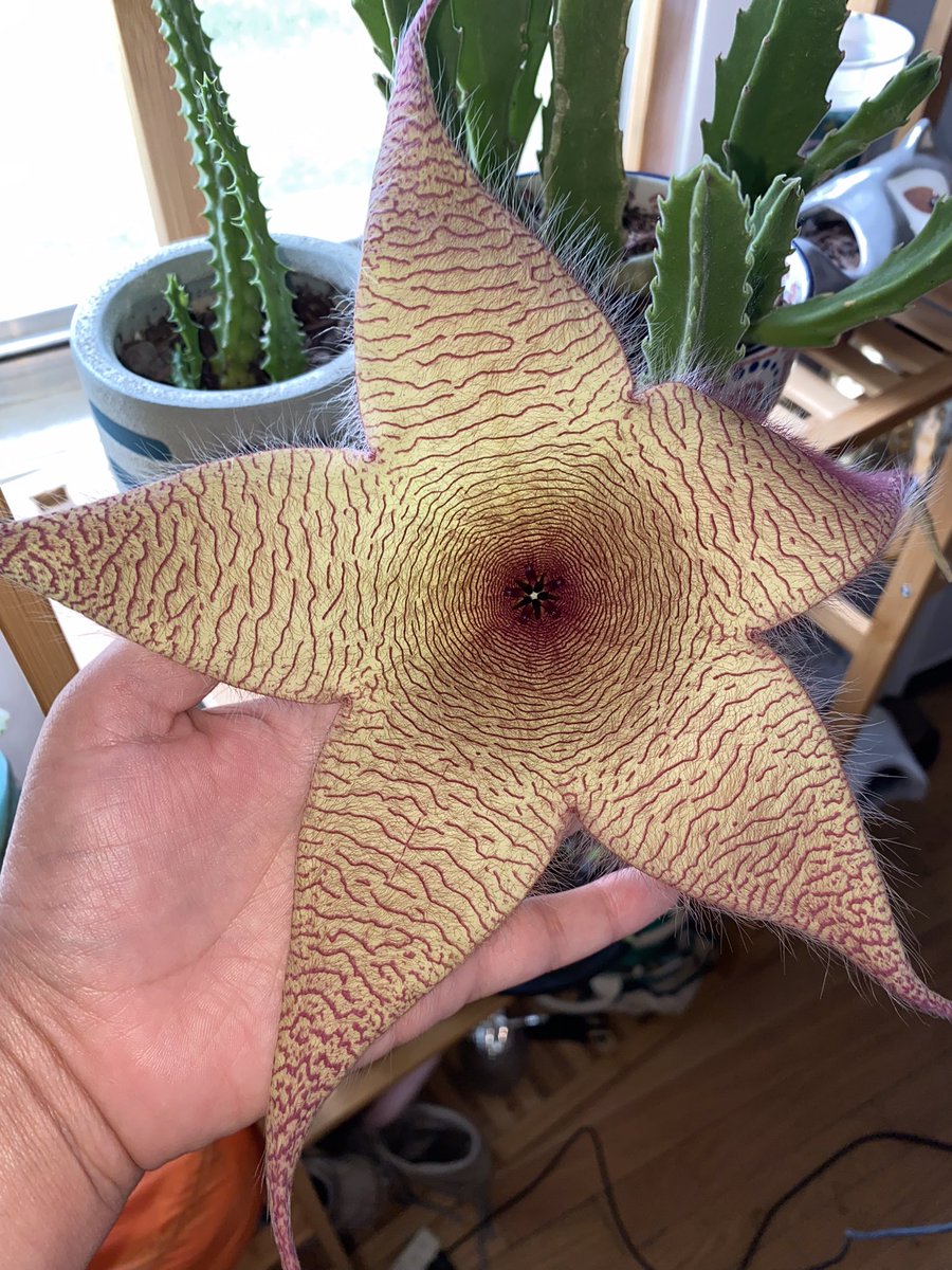 fuuuckkatie's tweet photo. Posting her everywhere bc I waited so long for her to bloom again and I’m OBSESSED https://t.co/mJ2JaY4MTQ