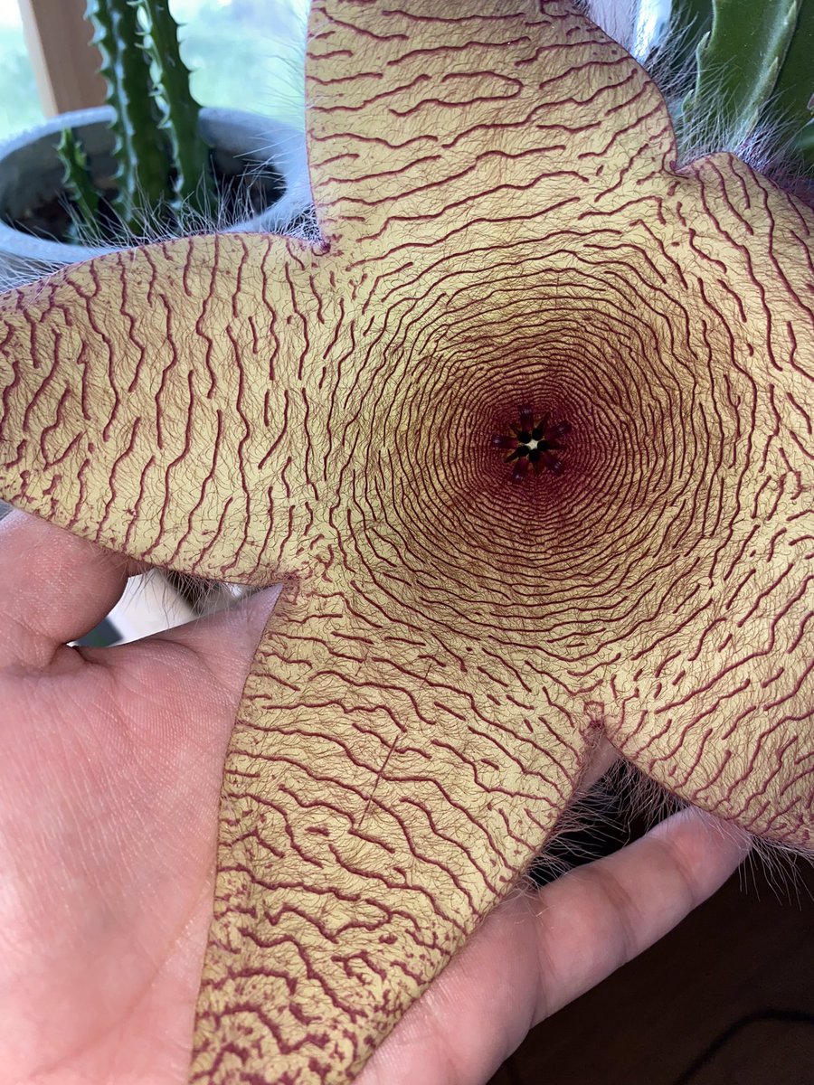 fuuuckkatie's tweet photo. Posting her everywhere bc I waited so long for her to bloom again and I’m OBSESSED https://t.co/mJ2JaY4MTQ
