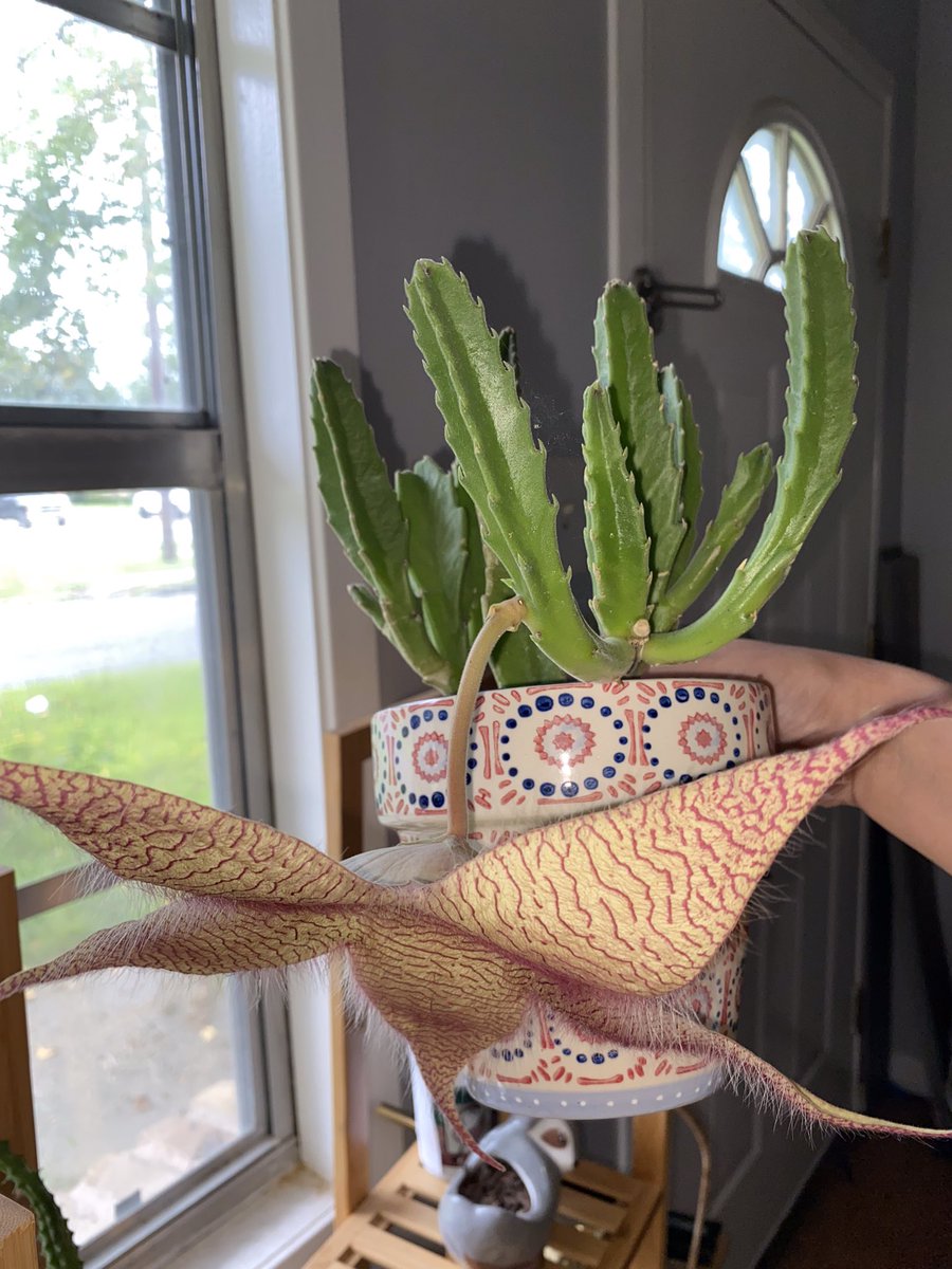 fuuuckkatie's tweet photo. Posting her everywhere bc I waited so long for her to bloom again and I’m OBSESSED https://t.co/mJ2JaY4MTQ
