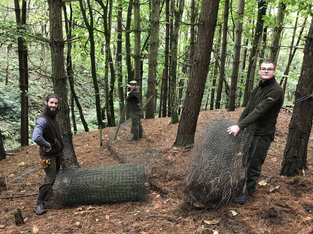 Our First Year <a href="/Reaseheath/">Reaseheath College</a> students dismantled a redundant pheasant pen within an #ancientwoodland this week. They systematically recycled as many materials as possible: great job! #sustainability <a href="/NationalGamekee/">National Gamekeepers</a> <a href="/BASCnews/">BASC</a> #gamekeepers #biodiversity #ecosystemrestoration