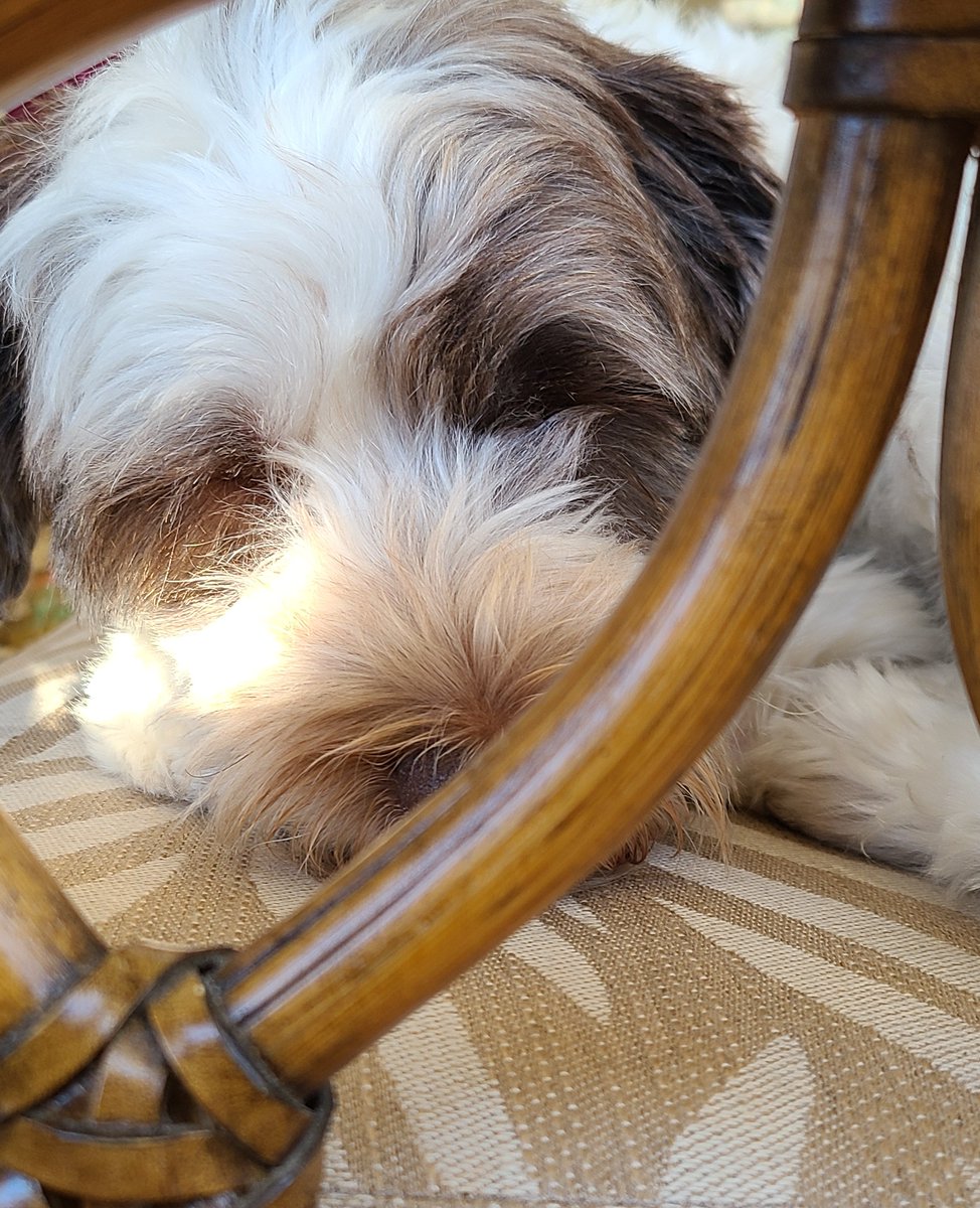 sleepy boy...
.
.
.
.
.
.

#dogs #dog #cute #pet #petstagram #animals #adorable #love