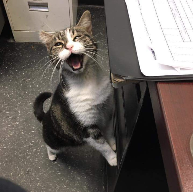 santafeopera's tweet photo. #caturday #operacats #repost from @station57cat
🎙🎼My little paws may be small and tiny🎶 🎵But their strength is dangerous and mighty...🎶 Look out bugs and catnip toys 🎤🎵Im coming for you....🎶🎙 I've run out of cat song lyrics so I have to make up my own tunes now. https://t.co/PR2cHX4IIU