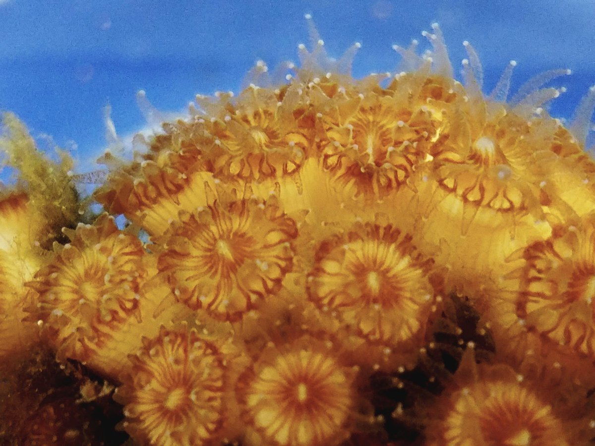 clocarbonne's tweet photo. I am glad and releived to announce my very first paper, published in Limnology and Oceanography under the @4Oceansmopga project: Two temperate #corals are tolerant to #lowpH regardless of previous exposure to natural #CO2vent. I am thankful to my co-authors for their support! https://t.co/oZXLBPyUBo