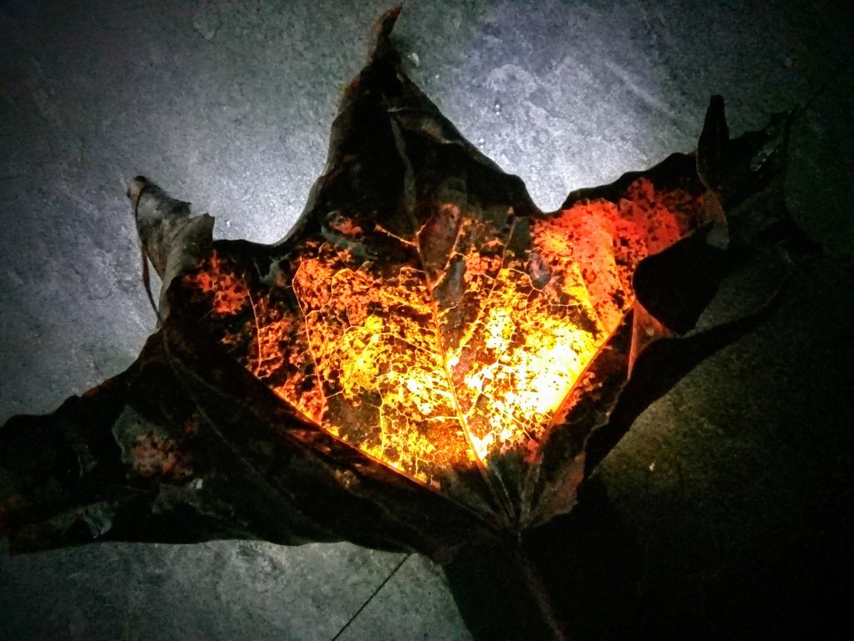 s4r4h_l's tweet photo. Leafy embers! Had time to play this afternoon, I found this beautiful fallen leaf and popped a torch behind it to see what happened and voila! Hope it warms your evening. #positivity #joy #RainDayFun https://t.co/Ne6Ucy6T7l