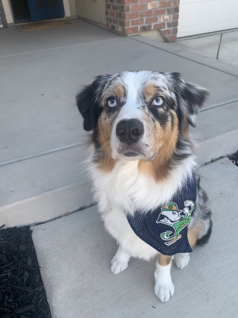 caseeus2's tweet photo. Let’s go Irish!!!!! #NDRollCall https://t.co/gWqcQN6OXf