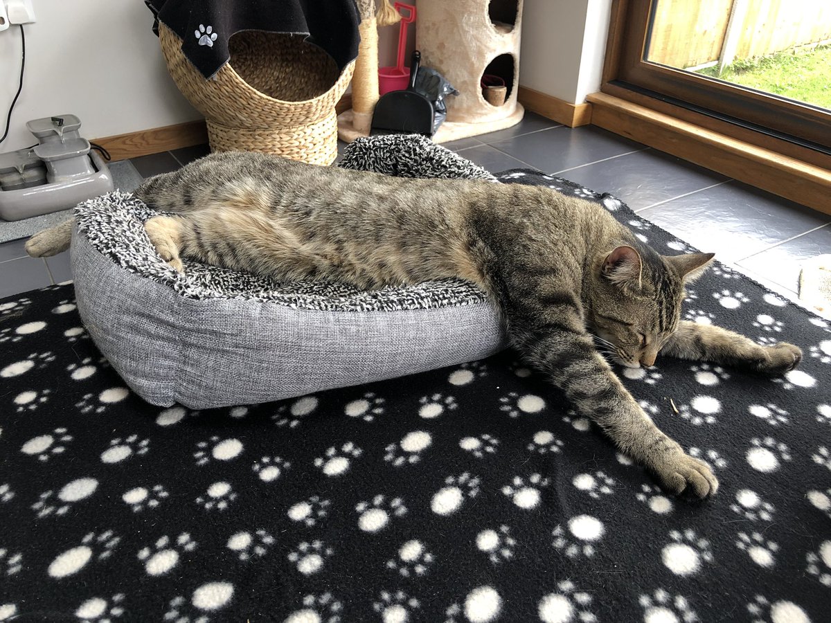 SaraDawnPorter's tweet photo. @SimonsCat #cataday in Ralph’s little world #PawsOverboard https://t.co/Xutdnaj7jZ