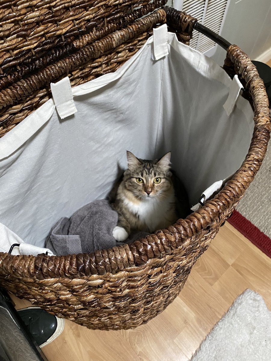 Clydepod's tweet photo. Just hangin’ out in the hamper😹😹 #CatsofTwittter https://t.co/9Nm53IOxJu