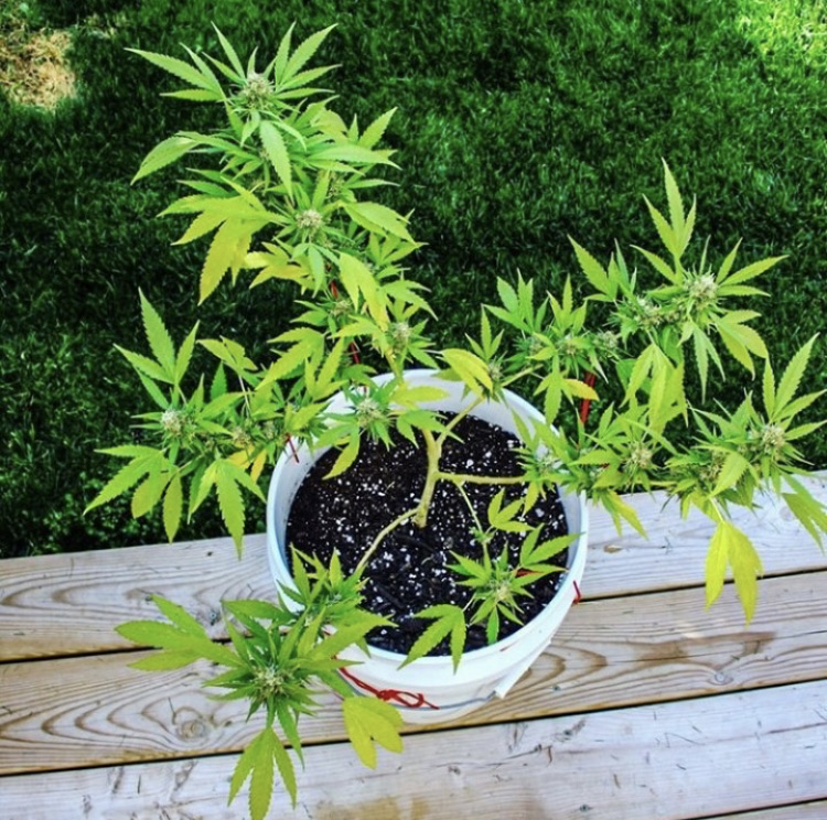 cdnlumber's tweet photo. Grow thru what you go thru π π±
.
.
.
οΈ#RollingLogs #Legalcannabis #RollingPapers #Canadian #Premium #Quality #Smooth #Facts #Rolling #Weekly #Bless #Grind #Grow #Green #Lit #Vibes #Blueskies #Sunshine #Smoke #Dank #Flower #Plants #Growing #Goals #Community #Culture #Familia https://t.co/qeYPGO9NRX