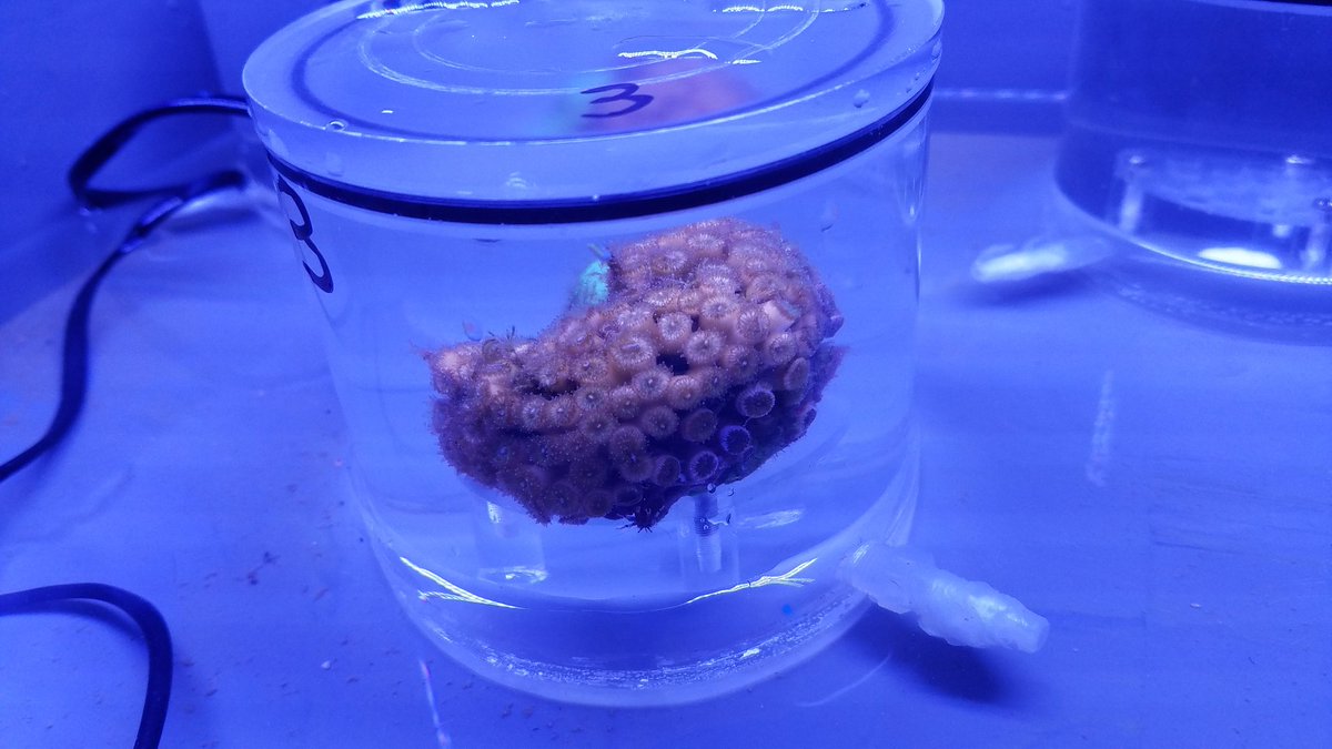 clocarbonne's tweet photo. I am glad and releived to announce my very first paper, published in Limnology and Oceanography under the @4Oceansmopga project: Two temperate #corals are tolerant to #lowpH regardless of previous exposure to natural #CO2vent. I am thankful to my co-authors for their support! https://t.co/oZXLBPyUBo