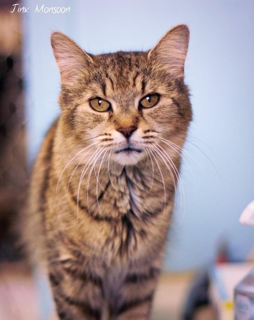 MtlARN's tweet photo. Jinx Monsoon came to us in a pretty bad state. Someone had been feeding her, and when she started deteriorating brought her to us.
She’s 10 years old, and had a rhino infection, I devrions in both ears and needed a full dental extraction to ease her pain.
🥺🐈♥️
#Caturday https://t.co/HhKNb9Ld8t