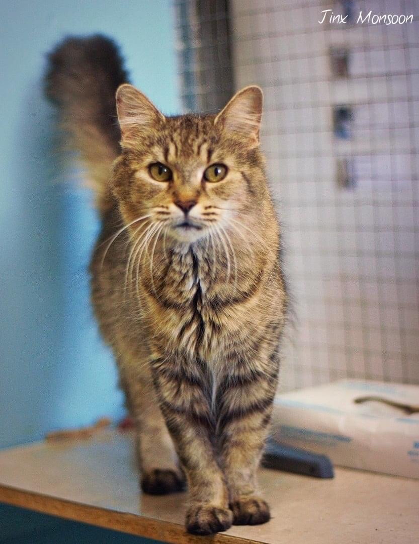 MtlARN's tweet photo. Jinx Monsoon came to us in a pretty bad state. Someone had been feeding her, and when she started deteriorating brought her to us.
She’s 10 years old, and had a rhino infection, I devrions in both ears and needed a full dental extraction to ease her pain.
🥺🐈♥️
#Caturday https://t.co/HhKNb9Ld8t