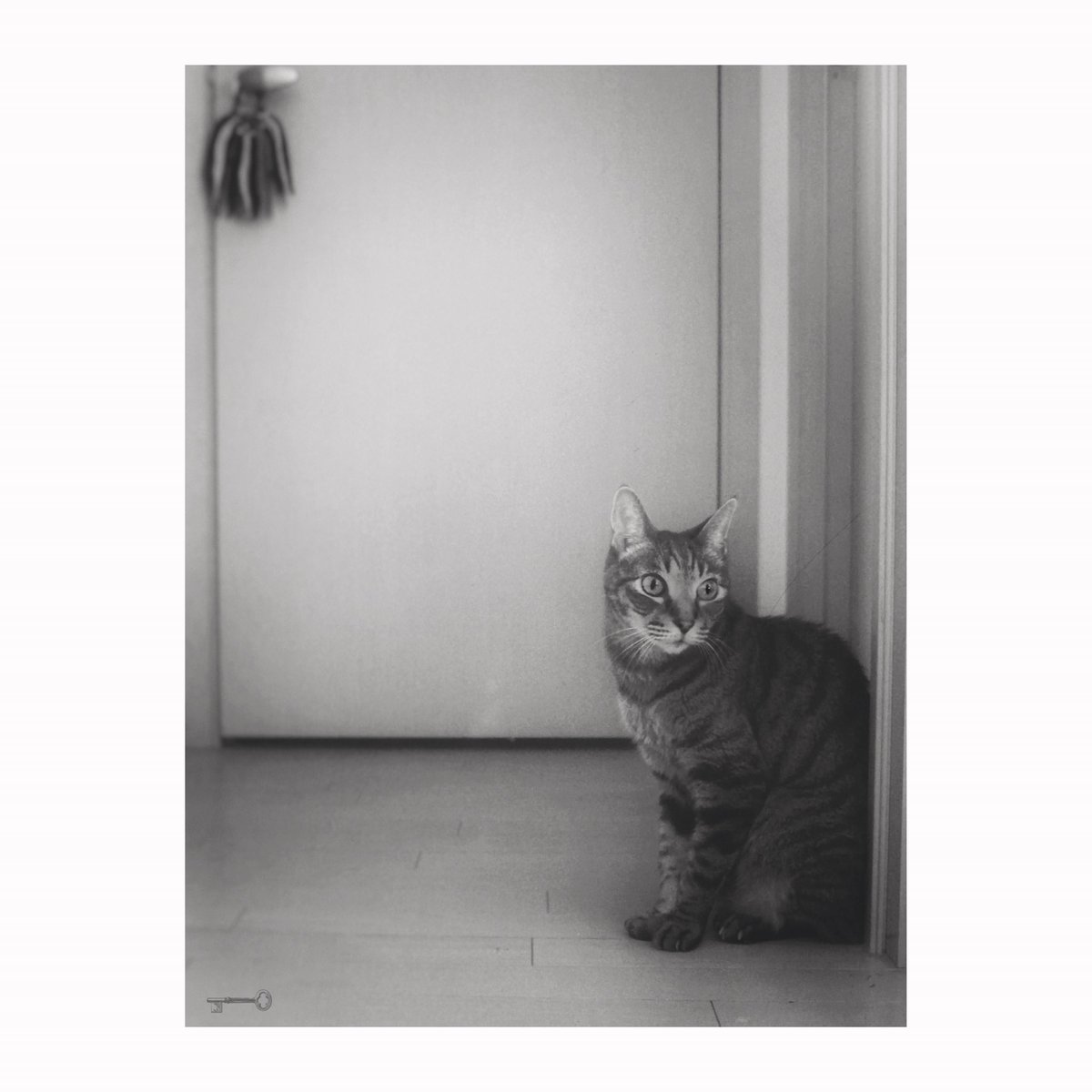 uu_np8's tweet photo. You came again this year. Welcome to October.
Have a good time
#catphotography #photography #bnwphotography #blackandwhite #streetphotography #cat #life #Door #friend #feelgood #cozy #lazy #octoberwish #CatsOnTwitter #ThanksCat https://t.co/7Nj8LBntVC