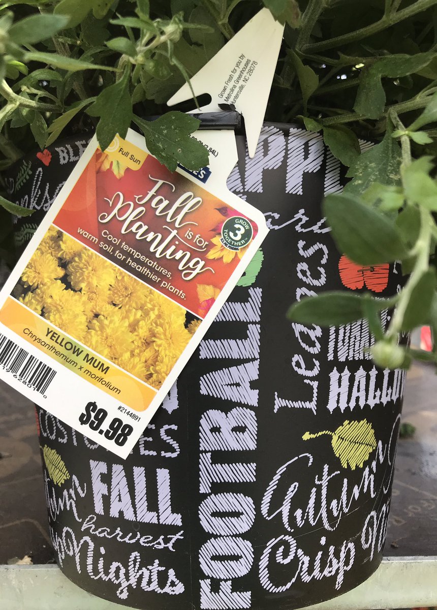 JeradClayton's tweet photo. Good morning #columbusohio, @Lowes #265 Easton has plenty of Fall is for Planting color to show off while watching the Buckeyes take on Rutgers today!! @RlanePlants @MetrolinaGHS @LBishPlants @Jrmill840 @Scott_Irby_  @kplowery6b https://t.co/cpqVbg3H0k